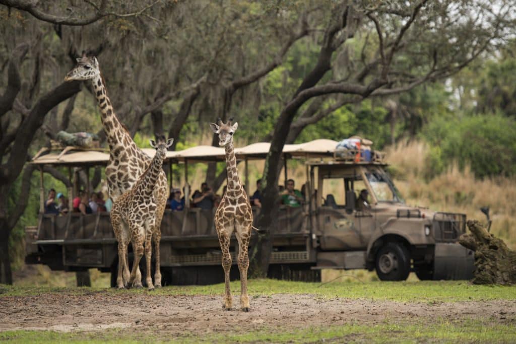 Jirafas en el safari de Animal Kingdom. Este parque temático es hogar de más de mil animales, y este es uno de los datos curiosos de Disney World más sorprendentes