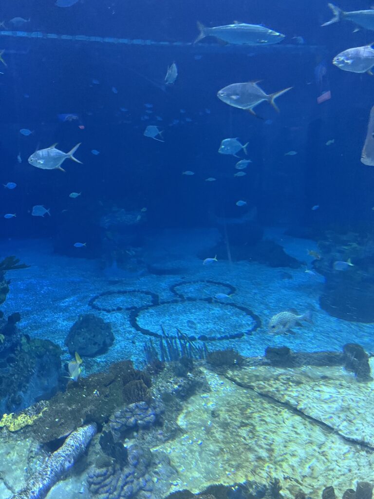 Acuario localizado en la salida de The Seas with Nemo and Friends, una de las atracciones en Disney World que no conocías
